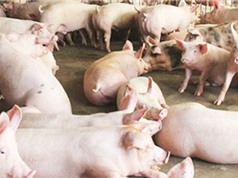 Đắk Lắk: Xây dựng mô hình trang trại chăn nuôi thông minh